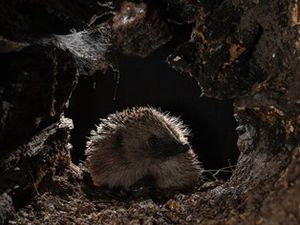 Supporting image for story: 'Hedgehog Champions' needed to record hog behaviour