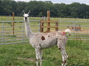 Supporting image for story: Llama antibodies have ‘significant potential’ as Covid treatment – study