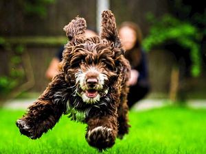 Supporting image for story: Biscuits, banana skin and sharp pieces from can: Litter leaves a nasty taste for Shropshire pup Pepper