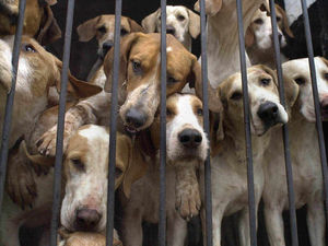 Supporting image for story: Letter: Fox hunting article failed to portray this cruel, barbaric act