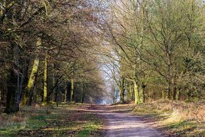 Supporting image for story: Trust 'interested' in link-up over Cannock Chase