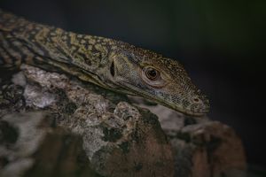 One of the baby Komodo dragons