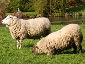 Supporting image for story: Stamp out sheep lameness this summer