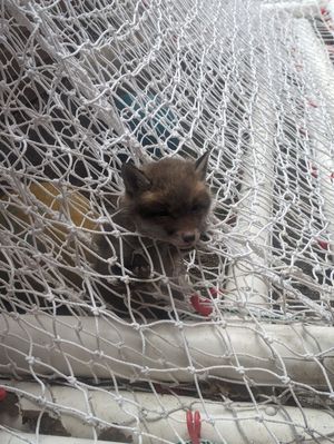 Football nets can cause serious harm or even death to wildlife