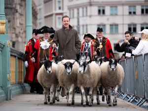 Supporting image for story: Hollywood’s Damian Lewis drives sheep over the Thames in ‘eccentric’ tradition