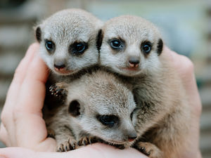 Supporting image for story: Lockdown arrivals as baby meerkats born at exotic zoo