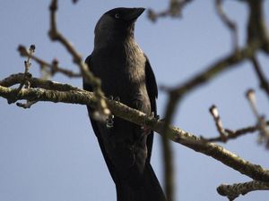 Supporting image for story: Jackdaws use social learning to warn each other about ‘dangerous’ humans