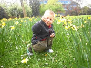  Little Jayden-Lee pictured among the daffodils 