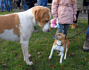 Members from the Albrighton and Woodland Hunt set off from Newport Rugby Club