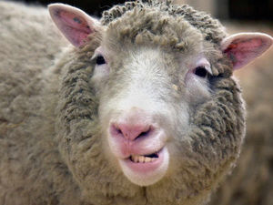 Supporting image for story: Sheep rescued from floodwater near Shrewsbury