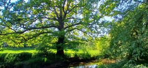An ancient oak close by the "murmuring stream... Under an oak whose antique root peeps out Upon the brook that brawls along this wood"