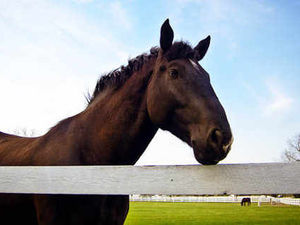 Supporting image for story: Horses block streets in Pelsall