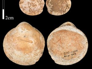 Supporting image for story: Ancient perforated shells ‘show evidence of one of the earliest use of strings’