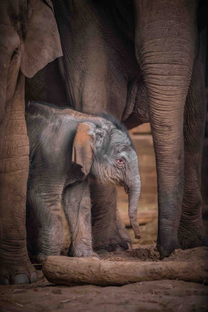 The healthy female was born to 15-year-old mum Sundara Hi Way and both are doing "ever so well."