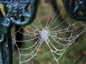 Supporting image for story: Scientists want to use spider silk to make microphones work better