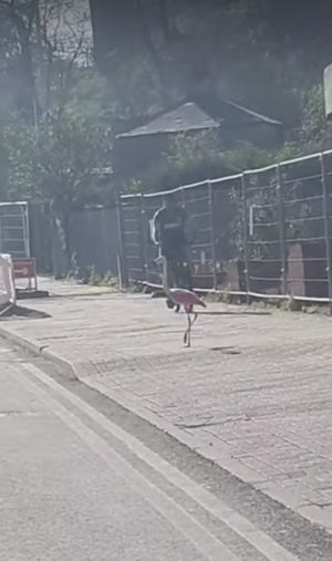 A flamingo from Dudley Zoo was spotted strolling down the main road outside