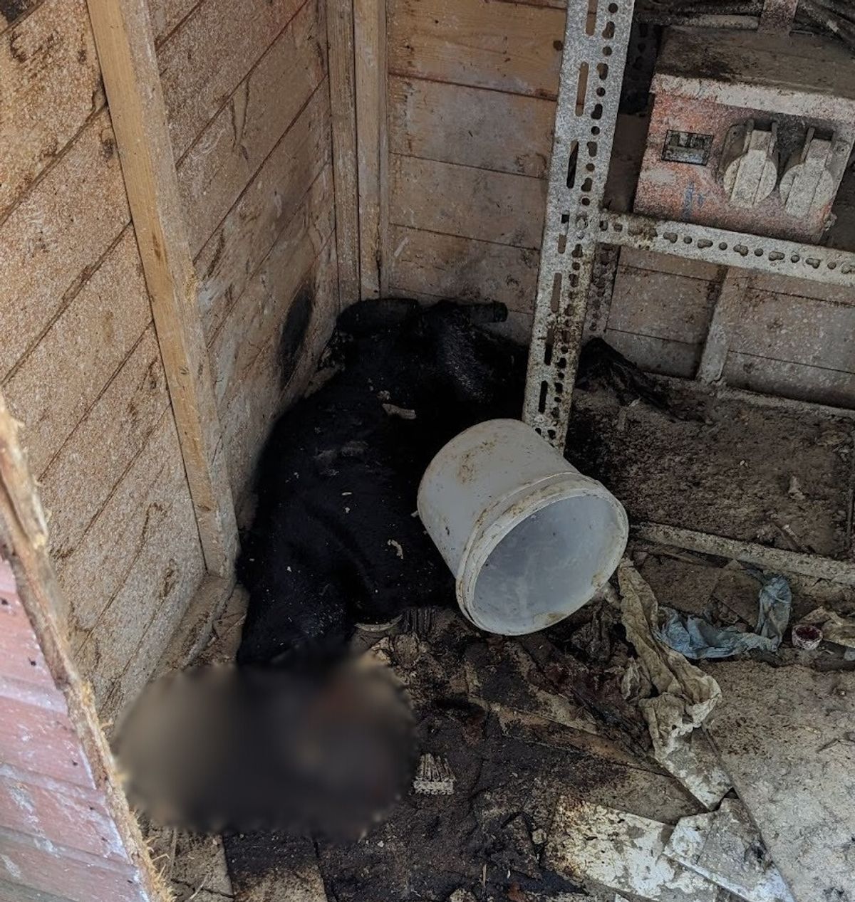 Wolverhampton man given lifetime ban and suspended sentence after starving nine dogs