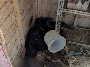 Supporting image for story: Wolverhampton man given lifetime ban and suspended sentence after starving nine dogs