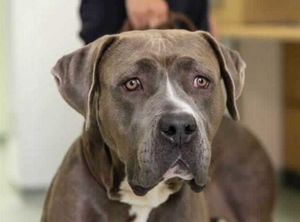 Bella was rehabilitated to a healthy weight, and is described as 'super affectionate' 