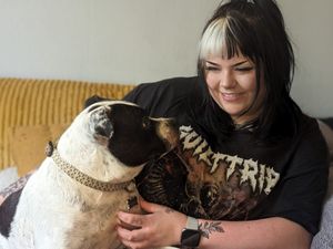 Supporting image for story: After 846 days in kennels, Sonny has finally found a home in time for Christmas