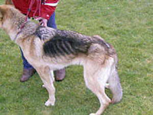 Supporting image for story: Woman banned after starving dogs