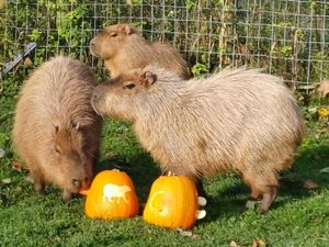 Cinnamon the famous escapee capybara was not impressed with the pumpkins.