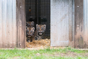 One of the tiger cubs has already been named by staff at the safari park. Photo: Matthew Lissimore