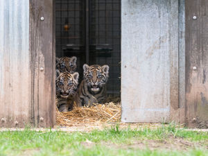 One of the tiger cubs has already been named by staff at the safari park. Photo: Matthew Lissimore