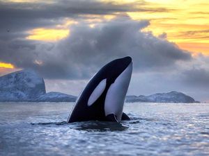 Supporting image for story: Peter Rhodes on being unflappable, a seaside cartoon and the importance of correct engraving