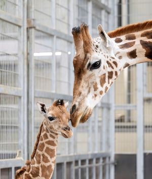Giraffe born at West Midlands Safari Park.
 