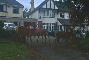 Craig Allen ushered the deer to safety on a nearby driveway
