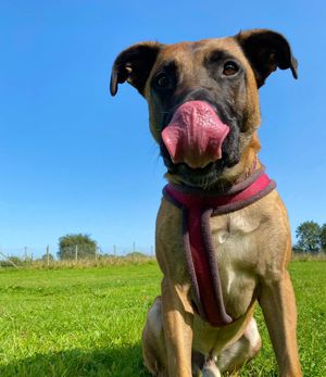 Mason, a seven-year old German Shepherd mix has spent half his life in rescue kennels