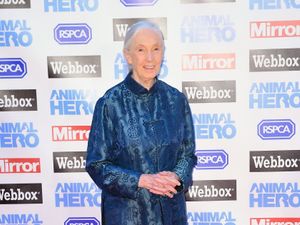 Supporting image for story: Jane Goodall interview marks release of new Netflix series Famous Last Words