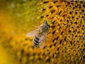 Supporting image for story: Police in remote town on the hunt for thief who stole 14 beehives