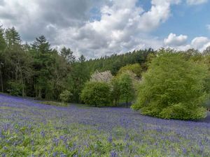 Climb to the top for breathtaking views of the surrounding countryside. Bluebells carpet the woodland floor, creating a serene atmosphere. 