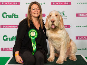 Supporting image for story: Telford dog wins Best Of Breed award at Crufts