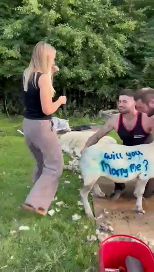 West Midlands farmer Fraser proposes to his girlfriend Beth with a spray-painted 'will you marry me?' message on a sheep.