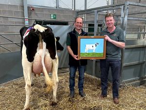 Supporting image for story: Cow sells for record at Shrewsbury elite dairy sale