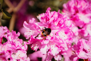 Goldstone Hall's award winning gardens is open to non-residents on Monday to Thursday until October