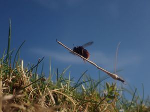 Supporting image for story: Bee appearing to ride tiny broomstick to feature in latest episode of Wild Isles
