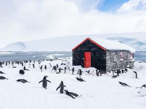 Supporting image for story: British team to count penguins in Antarctica in one of world’s most remote jobs