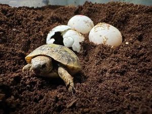 Squirt the tortoise