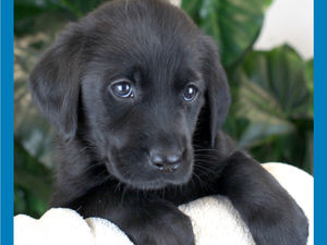 Supporting image for story: Guide dog puppy Harmony sponsored by Shropshire college