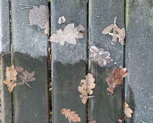 Frozen Leaves - Janet Richardson