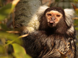 Supporting image for story: Marmosets let loose for the first time at Telford's Exotic Zoo
