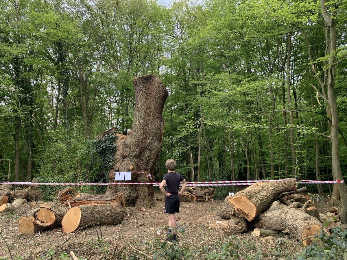 Toby Carvery under fire over felling of centuries-old tree in north London
