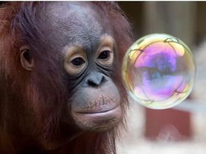 Supporting image for story: Dudley Zoo wins three prizes in national awards