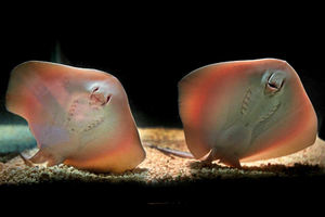 Supporting image for story: Birmingham Sealife Centre announces the birth of their first baby stingrays