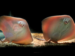 Supporting image for story: Birmingham Sealife Centre announces the birth of their first baby stingrays