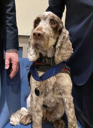 Proud new member - hearing dog Rolo